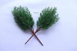 Cypress Bunch