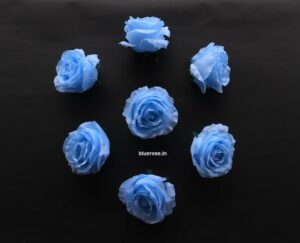 artificial roses blue color (1)